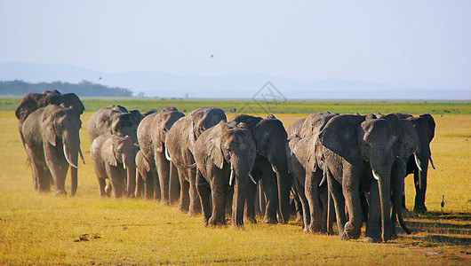大象家族 安博塞利国家自然保护区肯尼亚高清图片