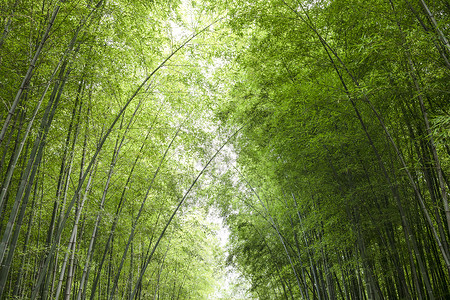 夏天竹林入伏竹杖高清图片