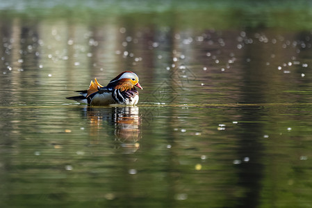 水中鸳鸯一只鸭在游高清图片