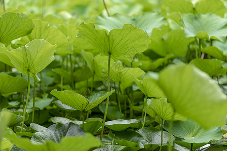 绿色莲叶夏季荷叶背景