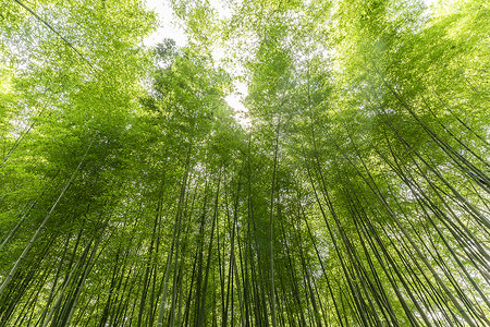 竹林手绘夏日竹林背景