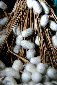 蚕茧 丝绸蚕图片素材