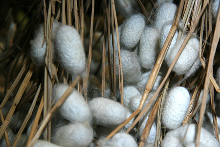 蚕茧 丝绸之路蚕图片素材