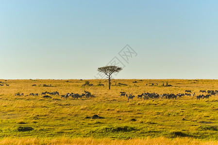 肯尼亚动物大迁徙非洲草原景观背景