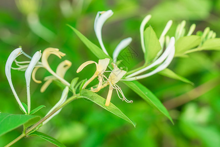 金银花树上生长旺盛的金银花图片