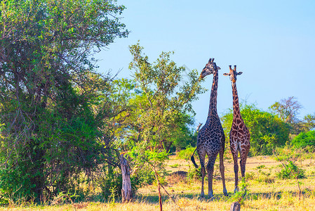 非洲长颈鹿背景图片