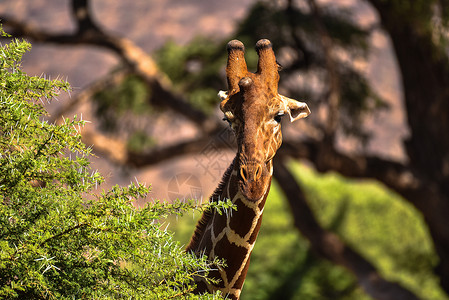 可爱长颈鹿非洲长颈鹿背景