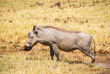 非洲野猪游猎高清图片素材