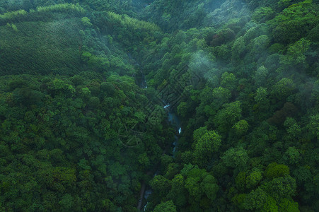 桂林森林航拍背景