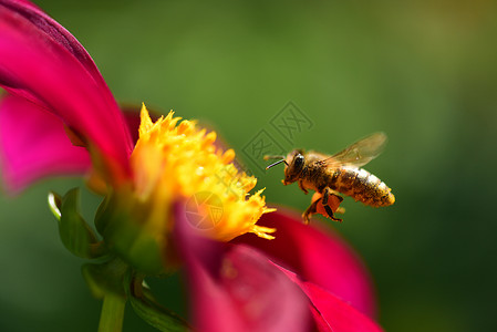 蜜蜂采蜜花朵蜂蜜蜂高清图片