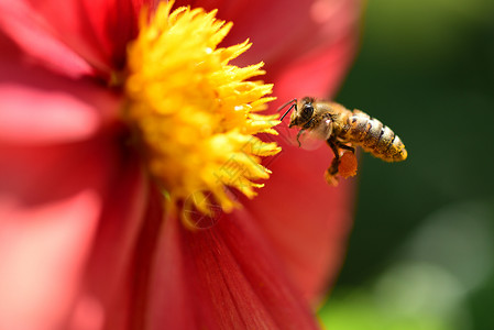 忙碌蜜蜂蜜蜂采蜜背景