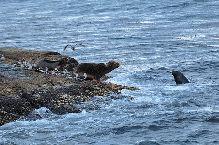 南美海狮海狮与海鸟高清图片