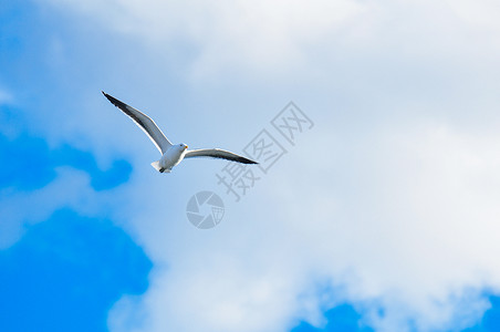 飞翔的海鸥背景图片