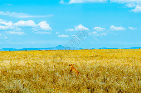 非洲景观观察猎物的狮子背景