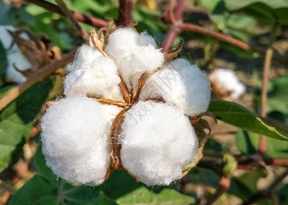 棉花植物两棵棉花植物高清图片