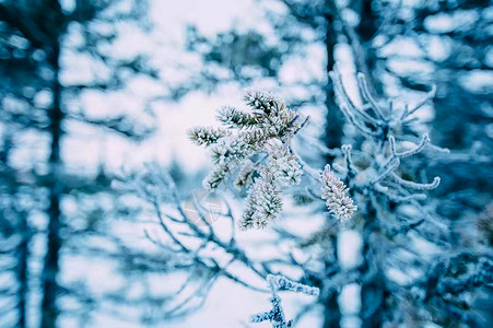 蓝雪花蓝贝加尔湖冰霜背景