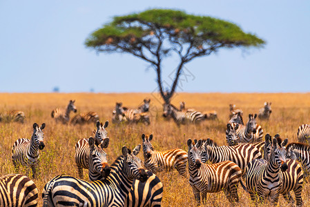 斑马卡通边框非洲稀树草原背景