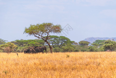 东非稀树草原里的大象高清图片