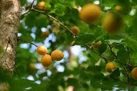 新疆小白杏子背景图片