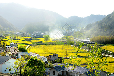 田园油菜花海新农村油菜花海背景