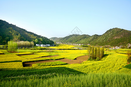 新农村油菜花海田园高清图片素材