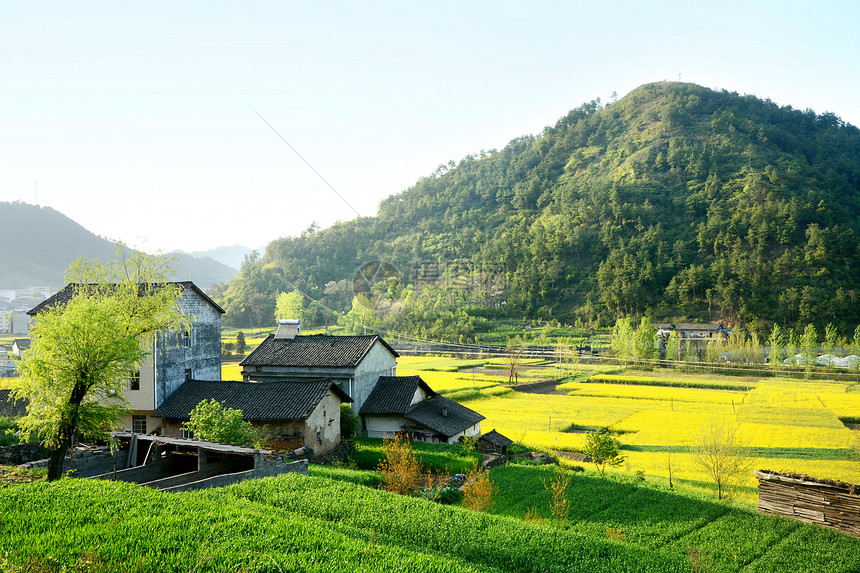 新农村油菜花海