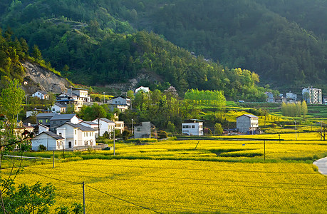 新农村油菜花海乡间高清图片素材