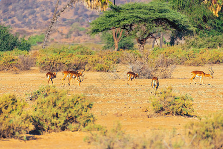 桑布鲁保护区景观高清图片