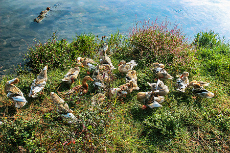 田野里池塘边一群小鸭子背景图片