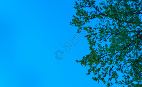 树背景图片