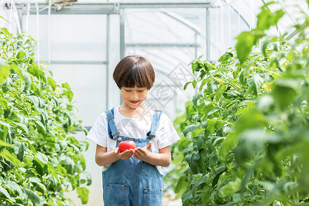 小男孩蔬菜棚里摘西红柿背景图片