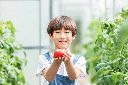 小男孩蔬菜棚里摘西红柿背景图片