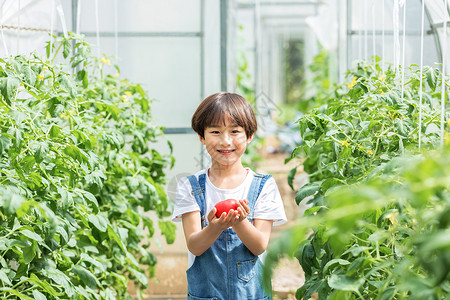 小男孩蔬菜棚里摘西红柿背景图片