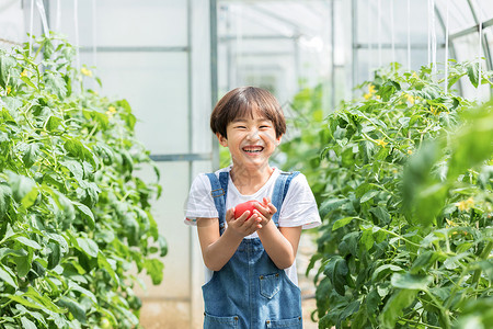 小男孩蔬菜棚里摘西红柿背景图片