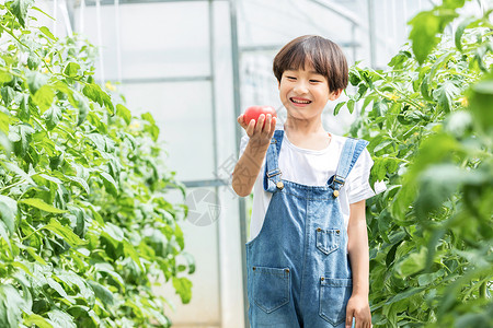 小男孩蔬菜棚里摘西红柿背景图片