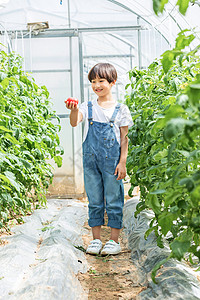 小男孩蔬菜棚里摘西红柿背景图片