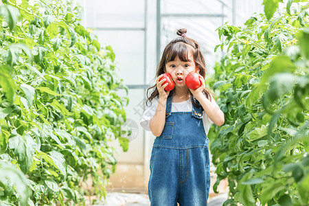 小女孩摘柿子小女孩蔬菜棚摘西红柿背景
