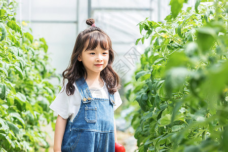 小女孩蔬菜棚摘西红柿背景图片