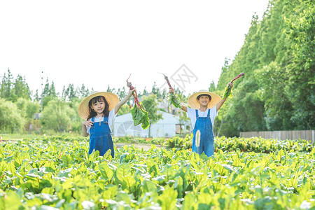 小朋友农场拔萝卜自然高清图片素材