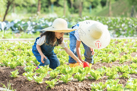 农场工作小朋友蔬菜地里摘蔬菜背景