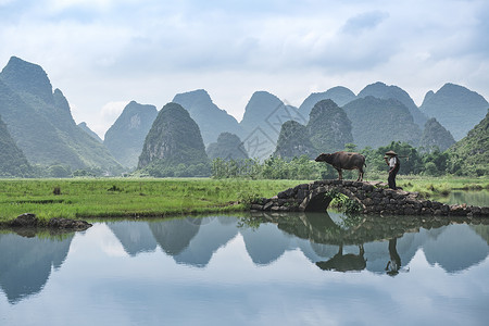 石桥景观牛夫与牛在田野上背景