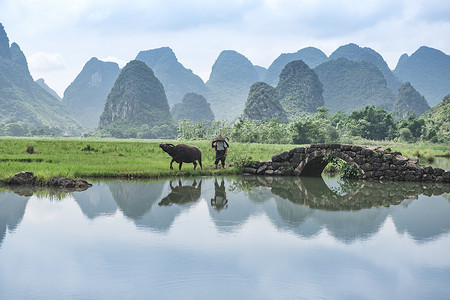 石桥景观牛夫与牛在田野上背景