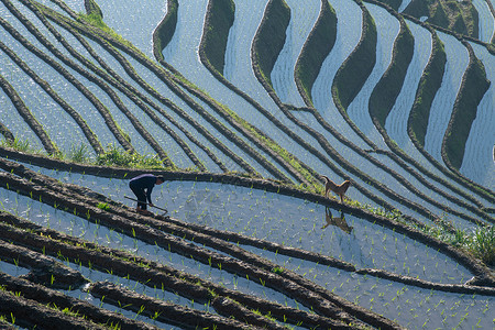 桂林龙脊梯田风景高清图片