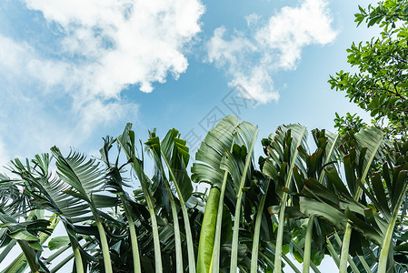 热带植物树叶蓝天下的芭蕉叶背景