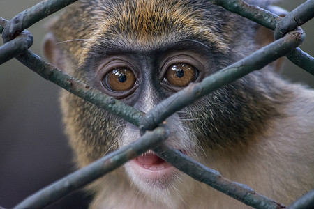 牢笼里的猴子高清图片