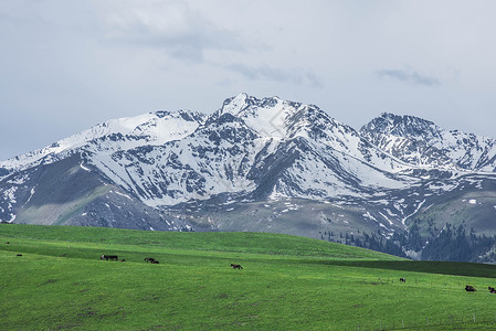 新疆天山雪山草地草原牧区牧业牲畜背景