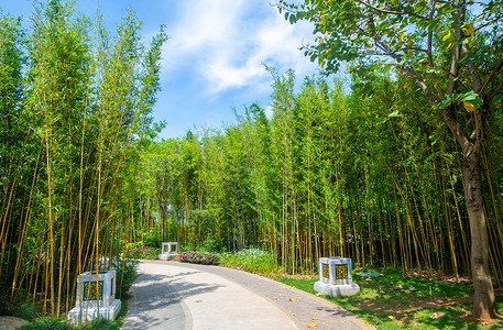 绿竹素材竹林路背景
