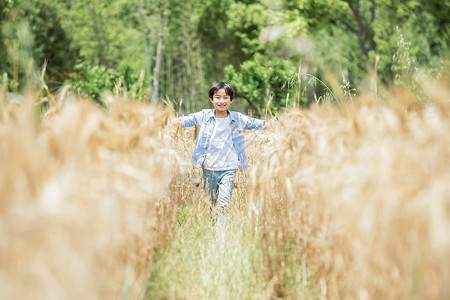 小男孩稻田奔跑自然高清图片素材