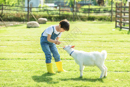 小男孩农场喂羊高清图片