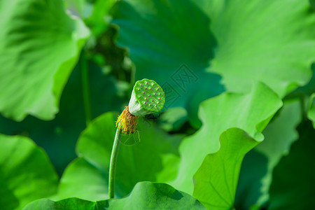 夏季莲蓬背景图片